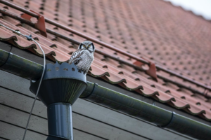 An owl sitting on a gutter pipe